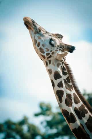 6 Long Neck Animals