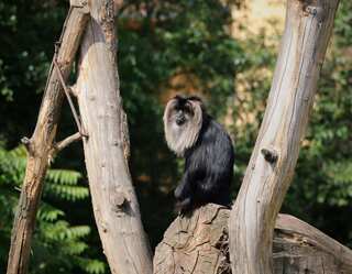 6 Rare Animals Only Found In India