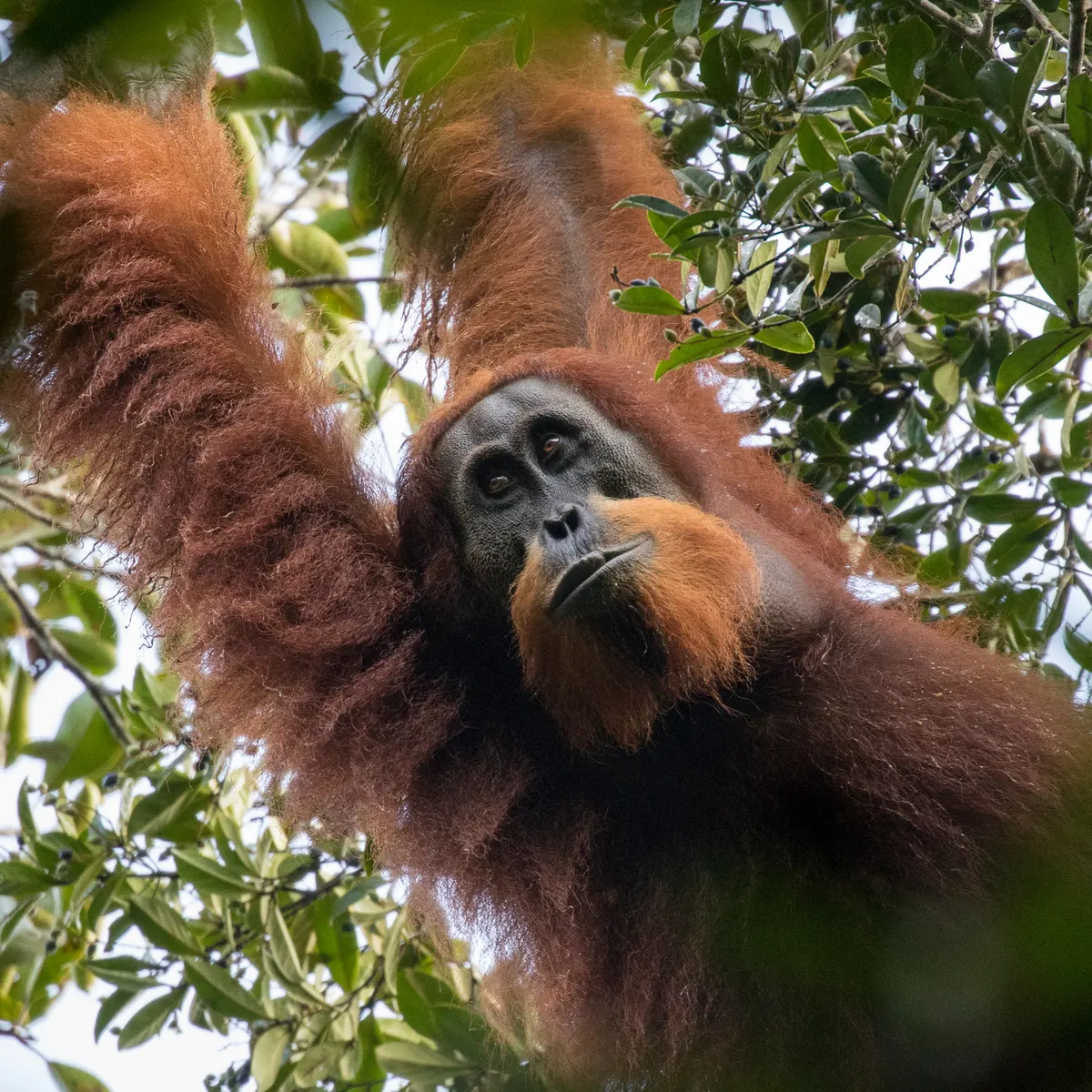 Six Most Endangered Animals in the World
