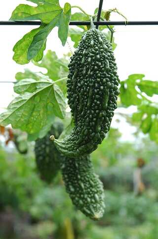 5 Benefits of Eating Bitter Gourd (Karela) in Monsoon