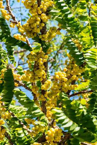 Harfarauri Fruit: 5 Reasons To Add This Berry To Your Diet