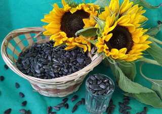 Health Benefits of Sunflower Seeds