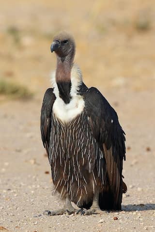  5 Birds That Have Gone Extinct in India