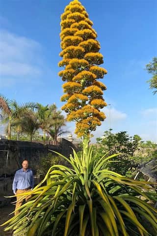 5 Stunning Flowers that Take Years to Bloom