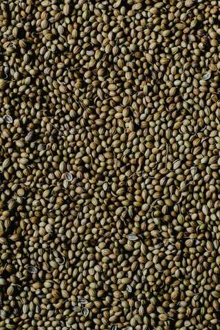 6 Benefits of Drinking Soaked Coriander Water Everyday
