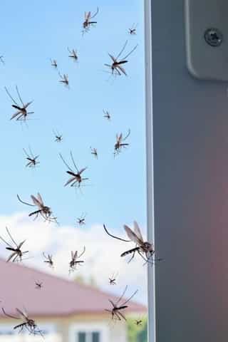 5 Tips to Keep Flies and Mosquitoes at Bay During the Monsoon
