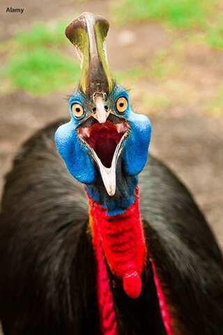 5 Most Dangerous Birds On Earth

