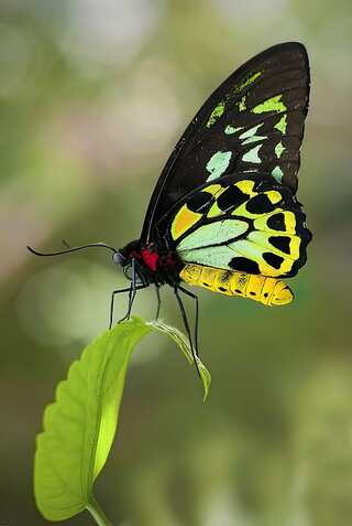 5 Spectacular Giant Butterflies That Will Leave You in Awe
