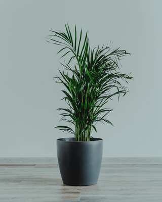 5 Plants to Enhance the Look of Your Home