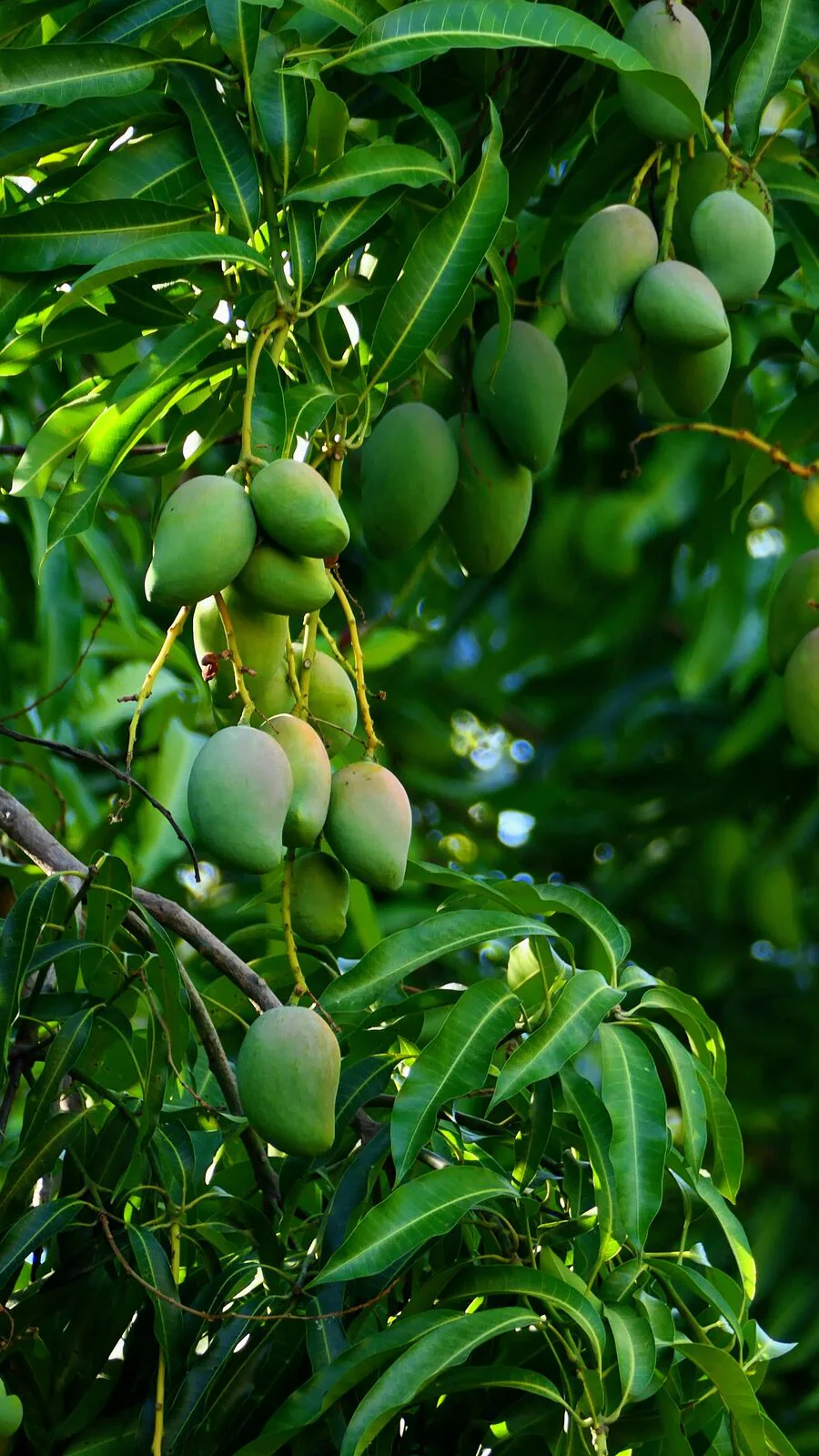 5 Surprising Ways To Use Mango Leaves
