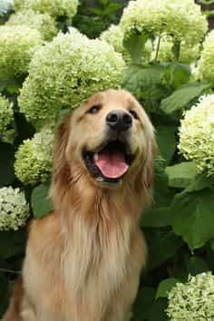 5 Houseplants That Are Poisonous to Dogs
