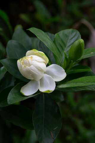 5 Indian Flowering Plants to Grow in Balcony