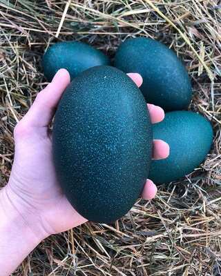 Birds That Lay Unique and Colourful Eggs
