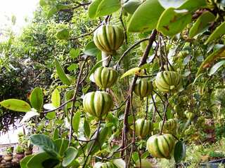 Surprising Health Benefits of Kudampuli aka Malabar Tamarind