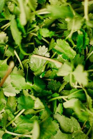 How to Keep Coriander (Cilantro) Fresh for Longer