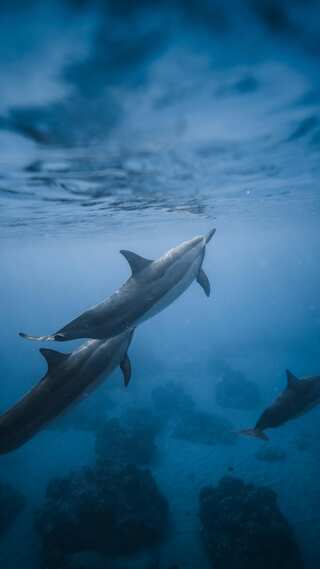 The 5 Most Intelligent Animals on the Planet