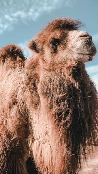 5 Animals That Can Survive in Extreme Conditions