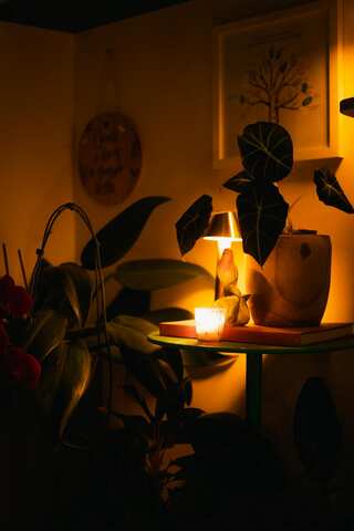 7 Best Plants to Keep in Study Room