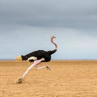 5 Fascinating Facts About Ostriches
