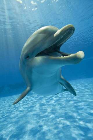 6 Fascinating Facts About Dolphins!