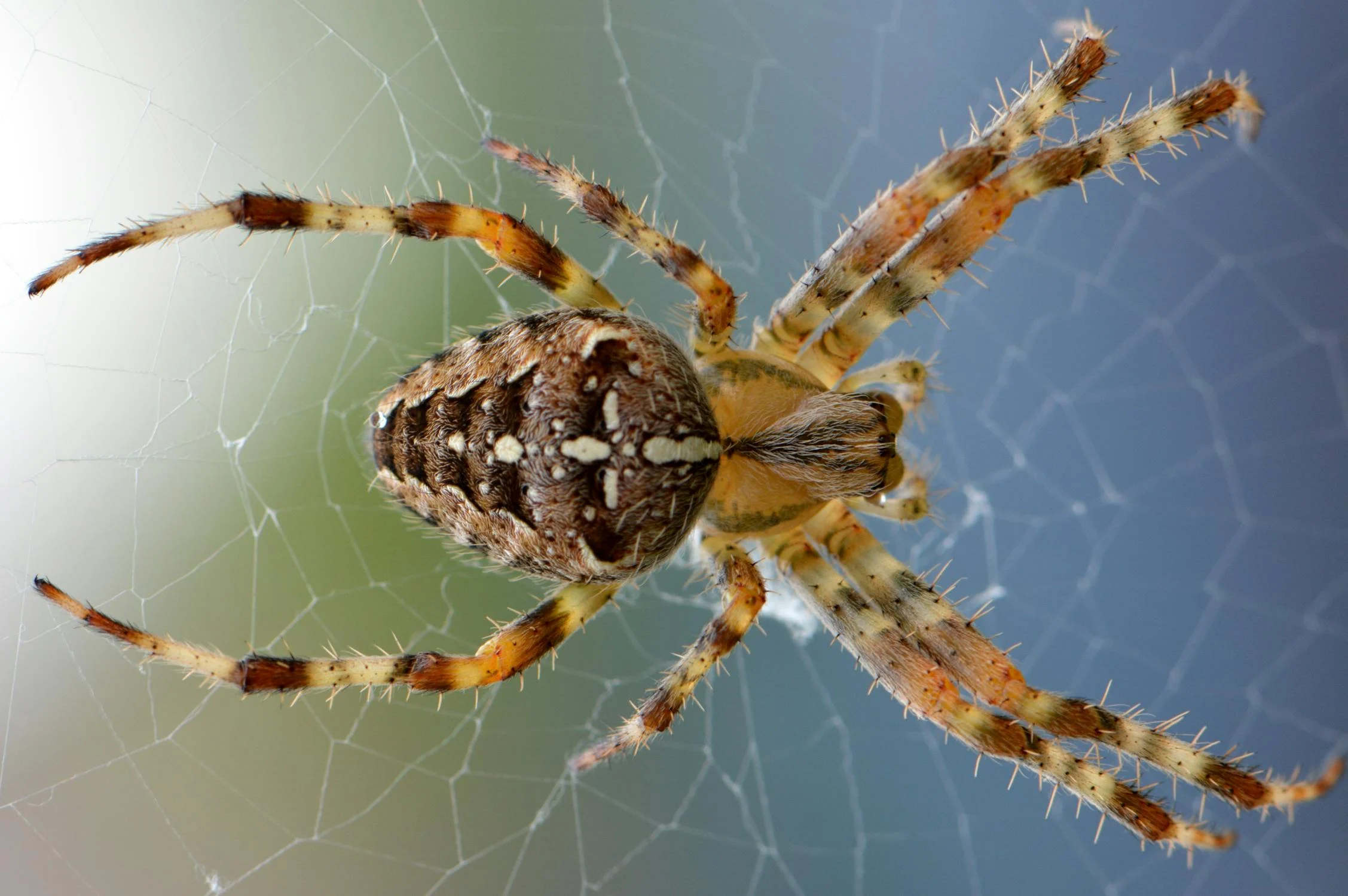Top 5 Most Dangerous Insects to Humans
