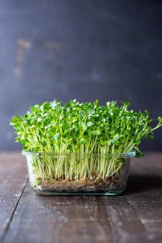 5 Simple Steps to Grow Your Microgreens
