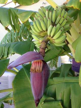 5 Delicious Dishes You Can Make with Banana Flower