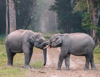 How Elephants Communicate: Insights Into Their Socially Complex World