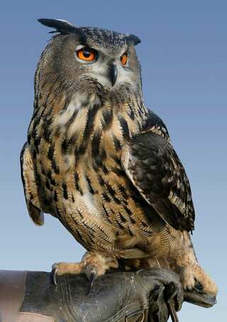 5 Fascinating Facts about Owl
