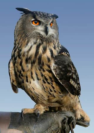 5 Fascinating Facts about Owl
