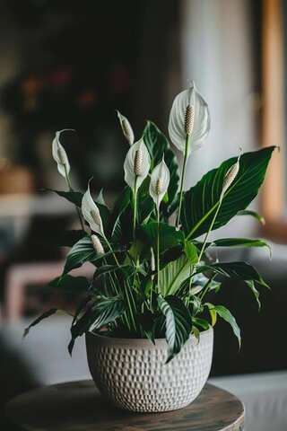 5 Low-Maintenance Indoor Plants That Are Perfect for Beginners
