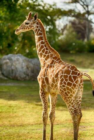 Giraffes: 5 Fascinating Facts You Didn't Know

