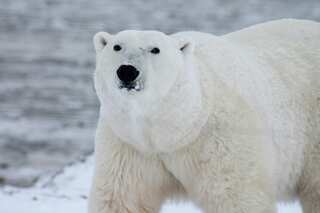 5 Animals That Can Survive in Extreme Cold
