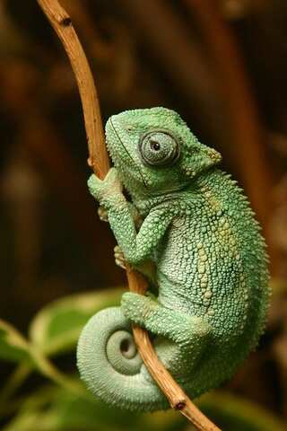 5 Fascinating Facts about Chameleons You Need to Know