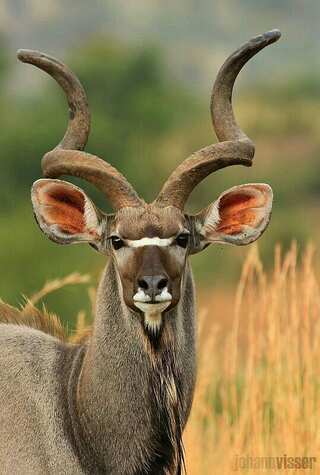Animals With Stunning and Powerful Horns
