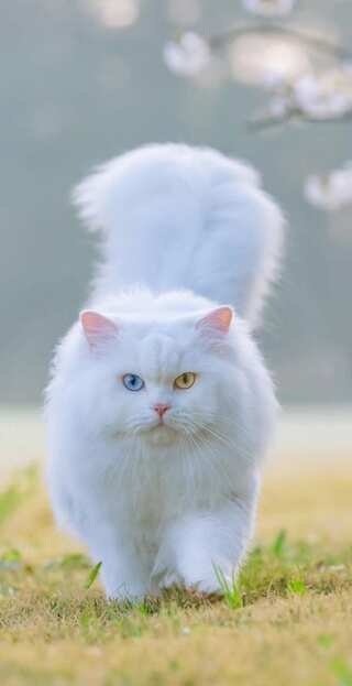 5 Cat Breeds Perfect for the Indian Climate
