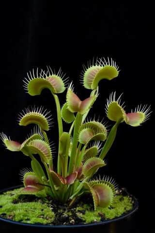 5 Plants That Eat Animals: From Pitcher Plants to Venus Flytraps
