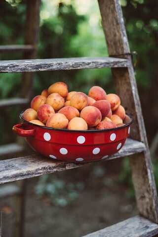 6 Essential Tips for Growing Apricots at Home
