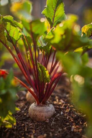 5 Nutritious Root Vegetables and Their Benefits
