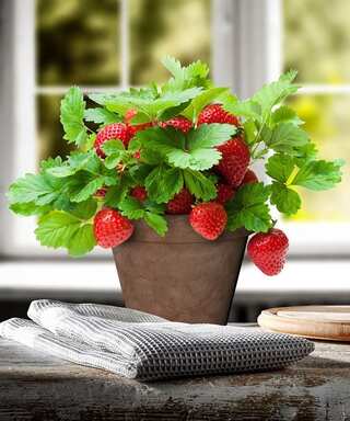 Easy Tips for Growing Strawberries on Your Balcony
