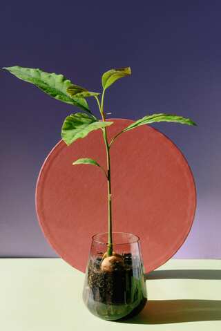 How to Grow Avocados at Home: Step-by-Step Guide