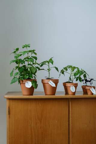 How to Grow Herbs on Your Windowsill Year-Round