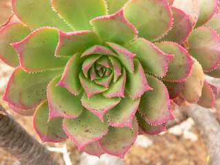 The 7 Weirdest Plants That You Can Grow Indoors
