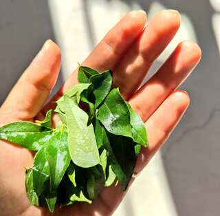 5 Benefits of Eating Curry Leaves on Empty Stomach in Morning