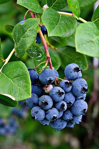Step-by-Step Guide to Growing Blueberries in Your Home Garden
