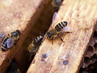 6 Lesser-known Facts About Honey Bees