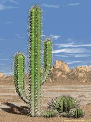 Plants That Flourish in Desert

