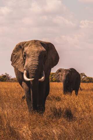 Animals That Played Crucial Roles in Ancient Wars