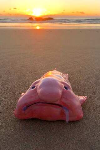 5 Fascinating Sea Creatures You Didn’t Know Existed
