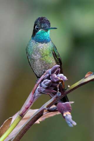 7 Cute Species of Birds